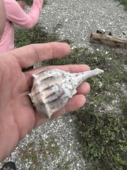 Sinistrofulgur pulleyi