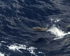 Stenella coeruleoalba