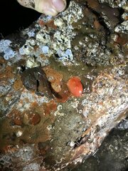 Cnemidocarpa finmarkiensis