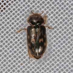 Heterocerus fenestratus