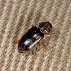 Heterocerus fenestratus