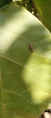 Orthoptera