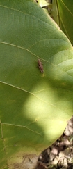 Orthoptera