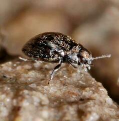 Pelochares versicolor