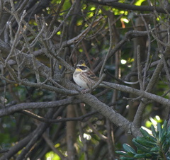 Emberiza elegans