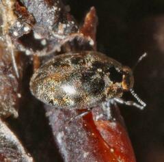 Pelochares versicolor