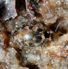 Pelochares versicolor