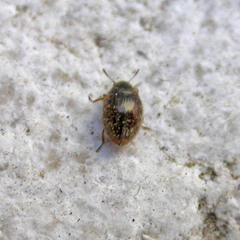 Simplocaria semistriata