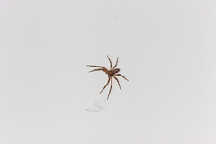 Philodromus aureolus