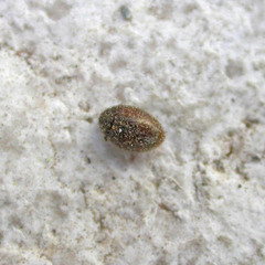 Simplocaria semistriata