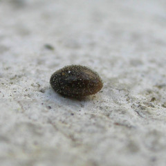 Simplocaria semistriata