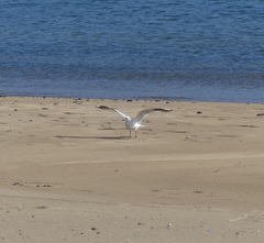 Saundersilarus saundersi