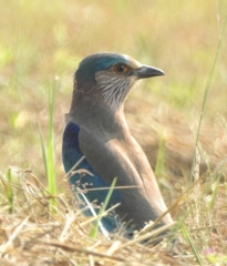 Coracias benghalensis