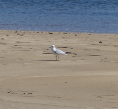 Saundersilarus saundersi