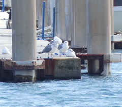 Larus schistisagus
