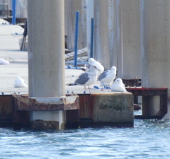 Larus schistisagus