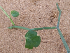 Cissus quadrangularis