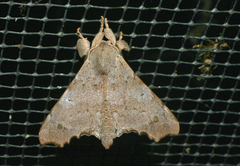 Olceclostera amoria