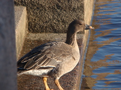 Anser serrirostris rossicus