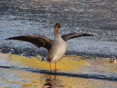 Anser serrirostris rossicus