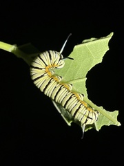 Tirumala limniace limniace