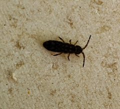Isotomurus