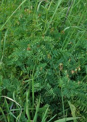 Vicia cassubica