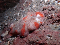 Platydoris cinereobranchiata