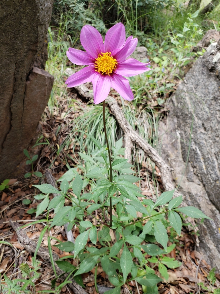 Dahlia sherffii