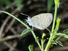 Pseudozizeeria maha okinawana