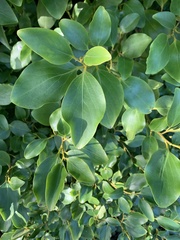 Griselinia