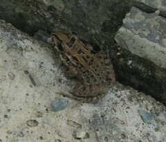 Leptodactylus macrosternum
