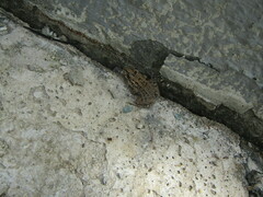 Leptodactylus macrosternum