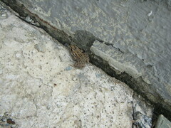 Leptodactylus macrosternum