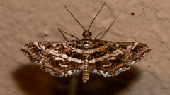 Diasemiopsis ramburialis