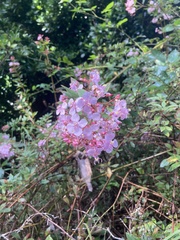 Heterocentron subtriplinervium