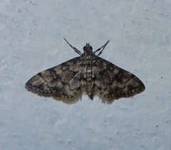 Lamprosema