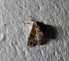 Lamprosema