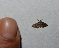 Lamprosema