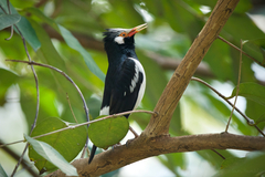 Gracupica floweri