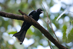 Dicrurus hottentottus brevirostris