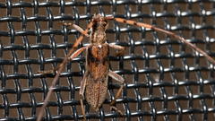 Didymocantha obliqua