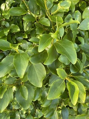 Griselinia