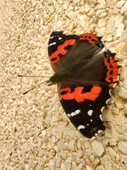 Vanessa vulcania