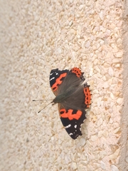 Vanessa vulcania
