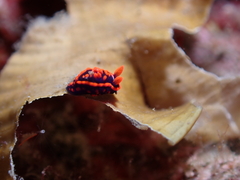 Nembrotha