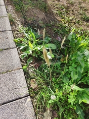Setaria pumila
