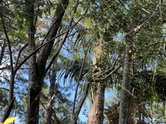 Trichonephila clavipes