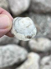 Semele proficua