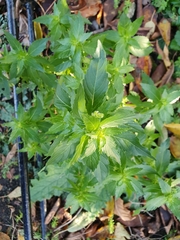 Mercurialis annua